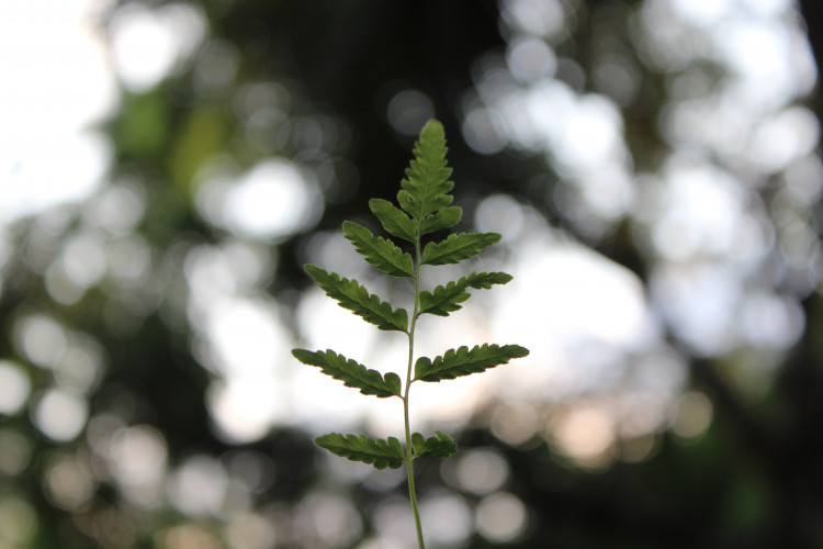 Forbrugerombudsmandens årsberetning 2022: Greenwashing og digitale forretningsmodeller i fokus