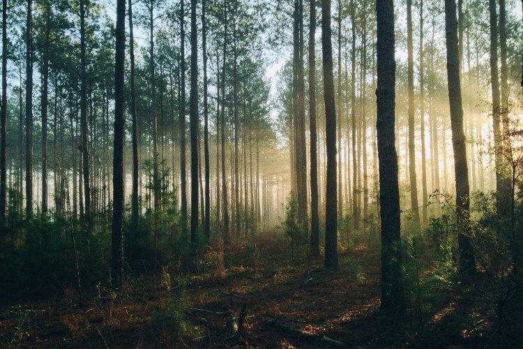 Undgå greenwashing